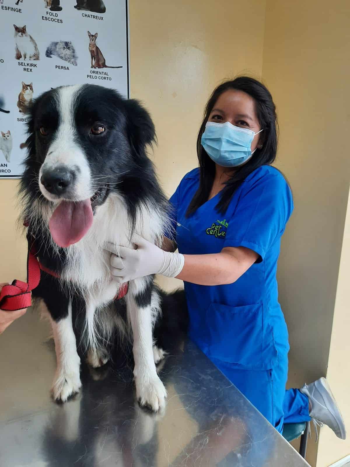 Veterinaria